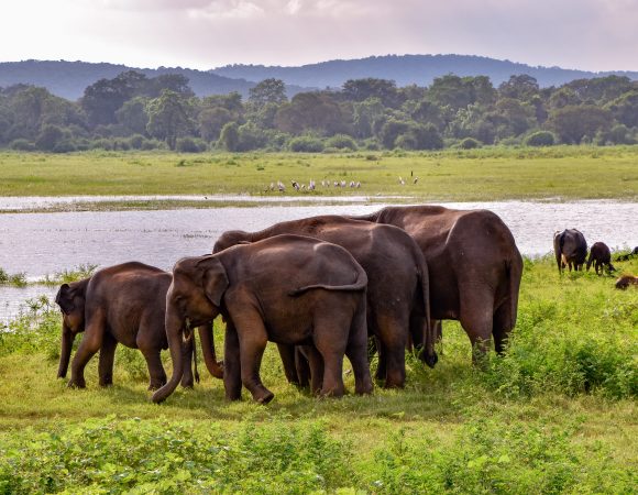 14 Days Wild Life Trip