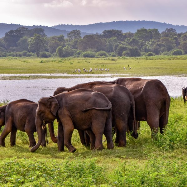 14 Days Wild Life Trip
