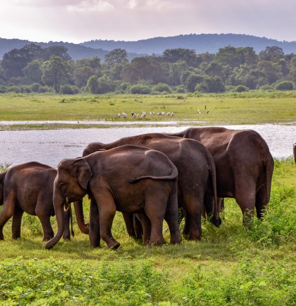 14 Days Wild Life Trip